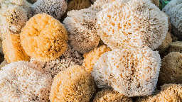 Study of sea sponges lead scientists to believe Earth has already passed 1.5 degrees Celsius of warming